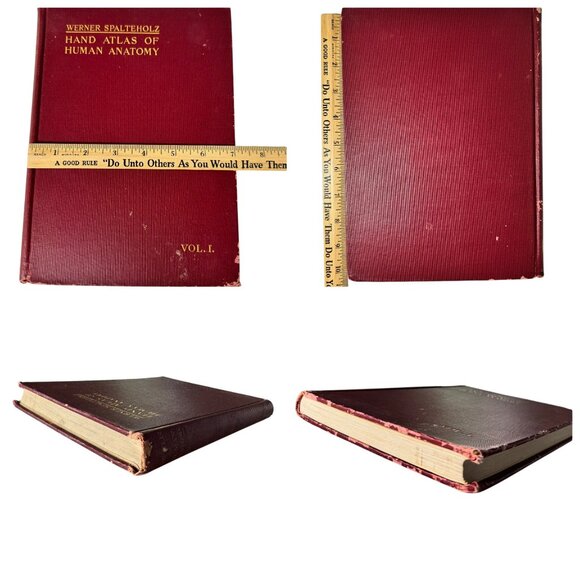 Werner Spalteholz Hand Atlas Of Human Anatomy Vol I Lippincott Medical HC Third - Picture 2 of 16